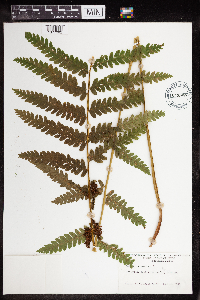 Image Associated With the Occurrence