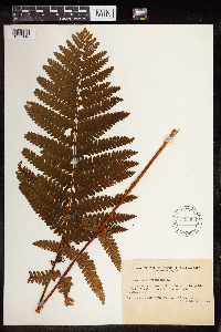 Image Associated With the Occurrence