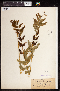 Image Associated With the Occurrence