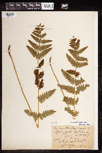 Image Associated With the Occurrence