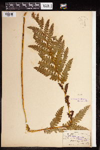 Image Associated With the Occurrence