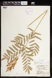 Osmunda regalis image