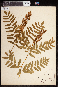Osmunda regalis image