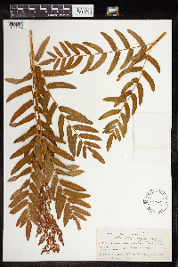 Osmunda regalis image