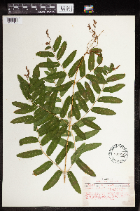 Osmunda regalis image