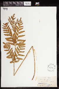 Osmunda regalis image