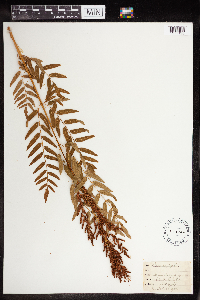 Osmunda regalis image