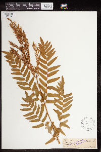 Osmunda regalis image