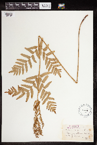 Osmunda regalis image