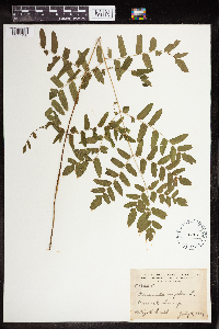 Osmunda regalis image