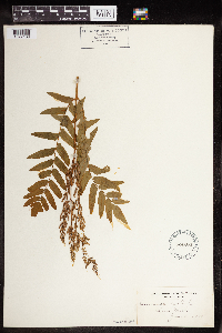 Osmunda regalis image