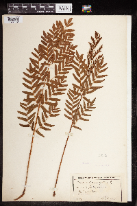 Osmunda regalis image