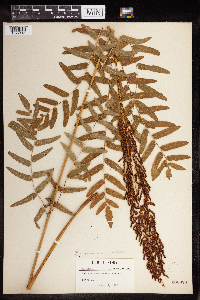 Osmunda regalis image