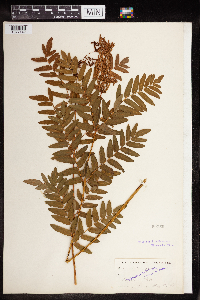 Osmunda regalis image