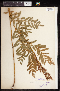 Osmunda regalis image