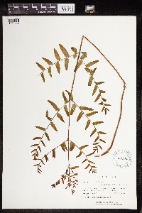 Osmunda regalis image