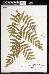 Osmunda regalis image