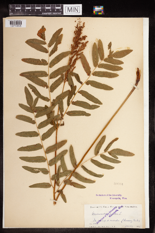 Osmunda image