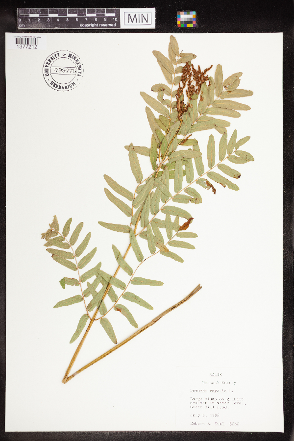 Osmunda regalis var. spectabilis image