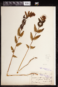 Image Associated With the Occurrence