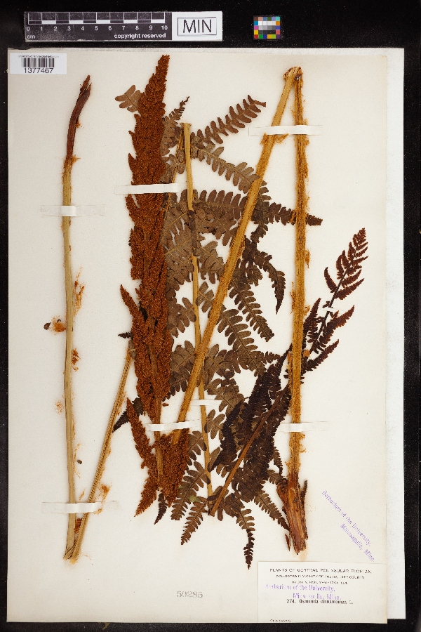Osmundastrum cinnamomeum image