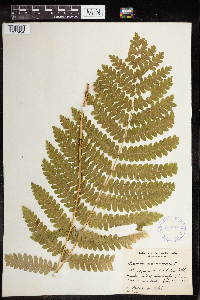 Image Associated With the Occurrence