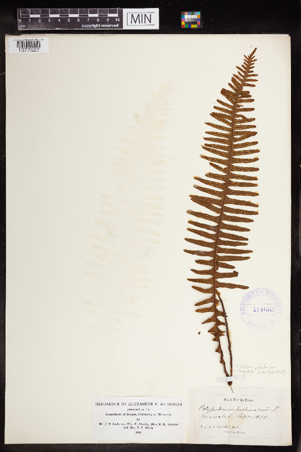 Pecluma ptilodon image