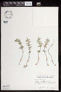 Pellaea glabella subsp. glabella image