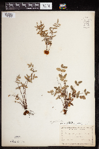 Pellaea glabella subsp. glabella image