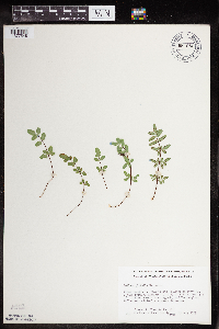 Pellaea glabella subsp. glabella image