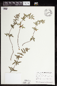 Pellaea glabella subsp. glabella image