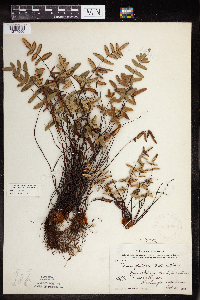 Pellaea glabella subsp. glabella image