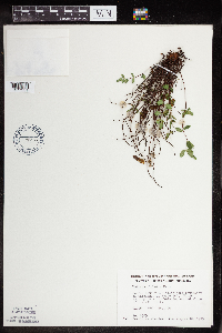 Pellaea glabella subsp. glabella image