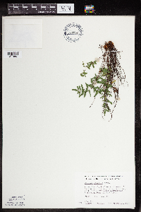 Pellaea glabella subsp. glabella image