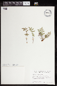 Pellaea glabella subsp. glabella image