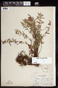 Pellaea glabella subsp. glabella image