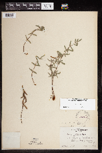 Pellaea glabella subsp. glabella image