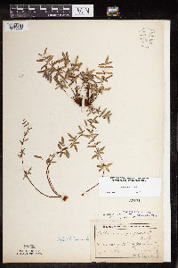 Pellaea glabella subsp. glabella image