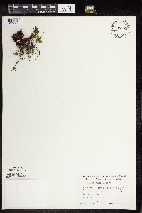 Pellaea glabella subsp. glabella image