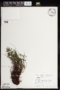 Pellaea glabella subsp. glabella image