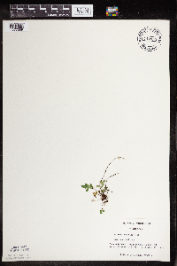 Pellaea glabella subsp. glabella image