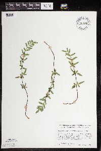 Pellaea glabella subsp. glabella image