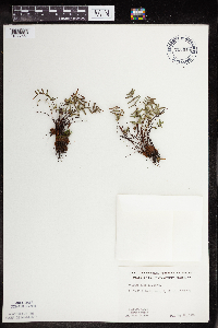 Pellaea glabella subsp. glabella image