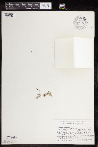 Pellaea glabella subsp. glabella image