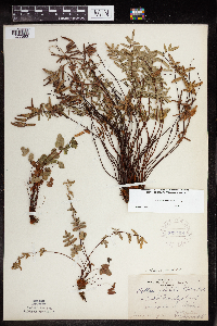 Pellaea glabella subsp. glabella image