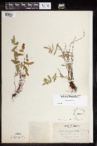 Pellaea glabella subsp. glabella image