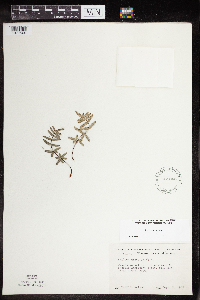 Pellaea glabella subsp. glabella image