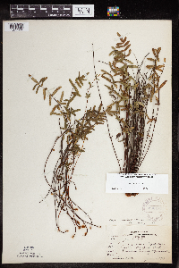 Pellaea glabella subsp. glabella image