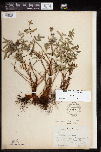 Pellaea glabella subsp. glabella image