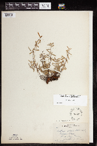 Pellaea glabella subsp. glabella image